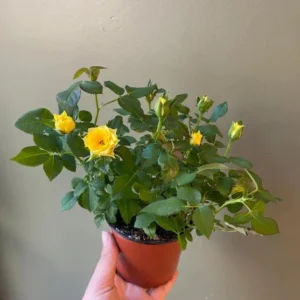 Yellow Mini Rose Live Plant - 6 inch Tall - 3 inch Pot - Indoor/Outdoor - Image 7