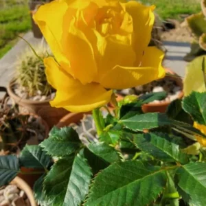 Yellow Mini Rose Live Plant - 6 inch Tall - 3 inch Pot - Indoor/Outdoor - Image 9