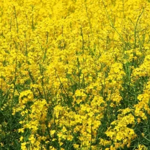 Yellow Mustard Seeds - 500+ Count, Microgreens & Culinary, Indoor/Outdoor - Image 1