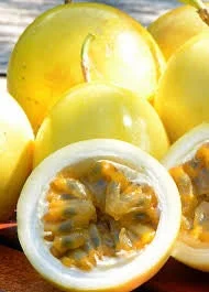 Yellow Passion Fruit Live Plant – 3 to 4 Feet Tall – Ships in 3 Gallon Pot – Outdoor Vine - Image 1