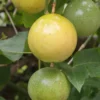 Yellow Passion Fruit Live Plant - 4-6" Tall - Well Rooted Passiflora Vine - Image 1