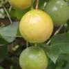 Yellow Passion Fruit Live Plant - 4-6" Tall - Well Rooted Passiflora Vine - Image 1