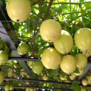 Yellow Passion Fruit Live Plant - 4-6