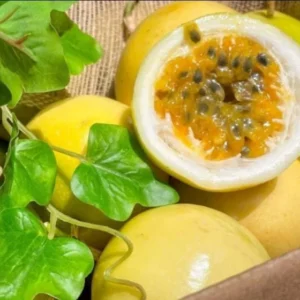 Yellow Passion Fruit Live Plant - 4-6