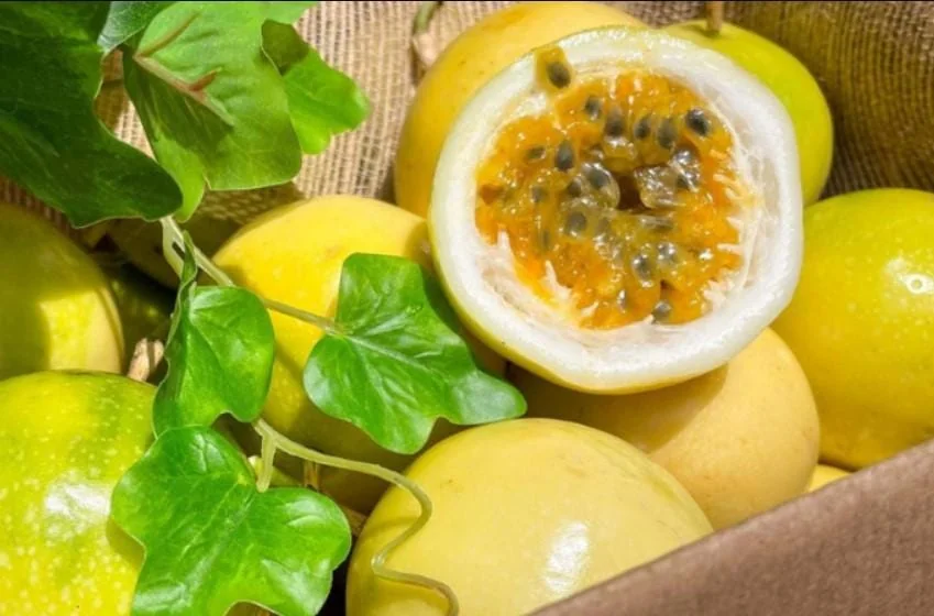 Yellow Passion Fruit Live Plant - 4-6" Tall - Well Rooted Passiflora Vine - Image 3