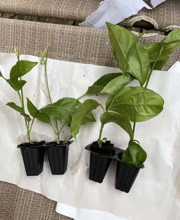 Yellow Passion Fruit Live Plant - 4-6" Tall - Well Rooted Passiflora Vine - Image 4