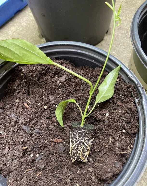 Yellow Passion Fruit Live Plant - 4-6" Tall - Well Rooted Passiflora Vine - Image 5