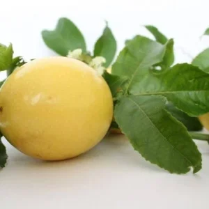 Yellow Passion Fruit Live Plant – Starter Vine 4-8 inches Tall in 3 inch Pot - Image 2