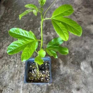 Yellow Passion Fruit Live Plant – Vine in 4'' Pot – Outdoor Edible Fruit - Image 4