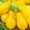 Yellow Pear Tomato Seeds - Heirloom, Non-GMO Vegetable Seeds for Garden - Image 1