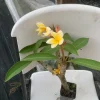 Yellow Plumeria Hawaiian Live Plant – Fragrant Tropical Plant – 1 Ft Tall - Image 1
