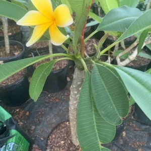 Yellow Plumeria Hawaiian Live Plant – Fragrant Tropical Plant – 1 Ft Tall - Image 3