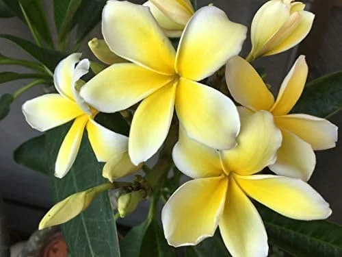 Yellow Plumeria Live Plant - Fragrant Tropical Shrub, 1 Ft Tall, Indoor/Outdoor - Image 2