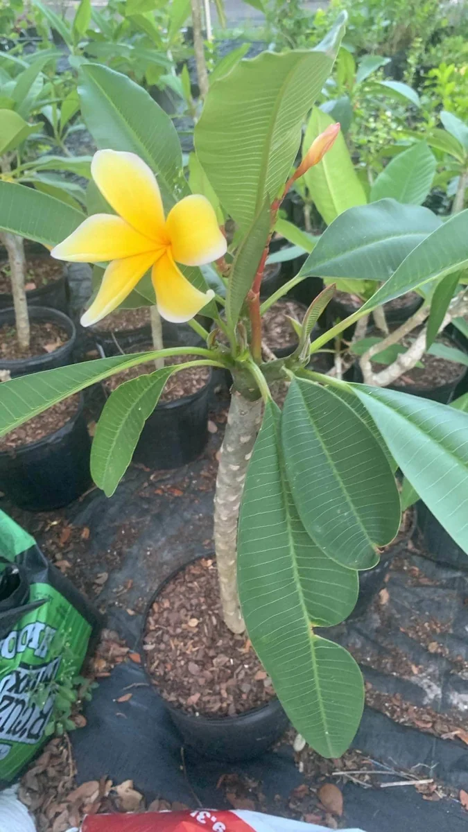 Yellow Plumeria Live Plant - Fragrant Tropical Shrub, 1 Ft Tall, Indoor/Outdoor - Image 3