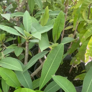 Yellow Plumeria Live Plant - Fragrant Tropical Shrub, 1 Ft Tall, Indoor/Outdoor - Image 4