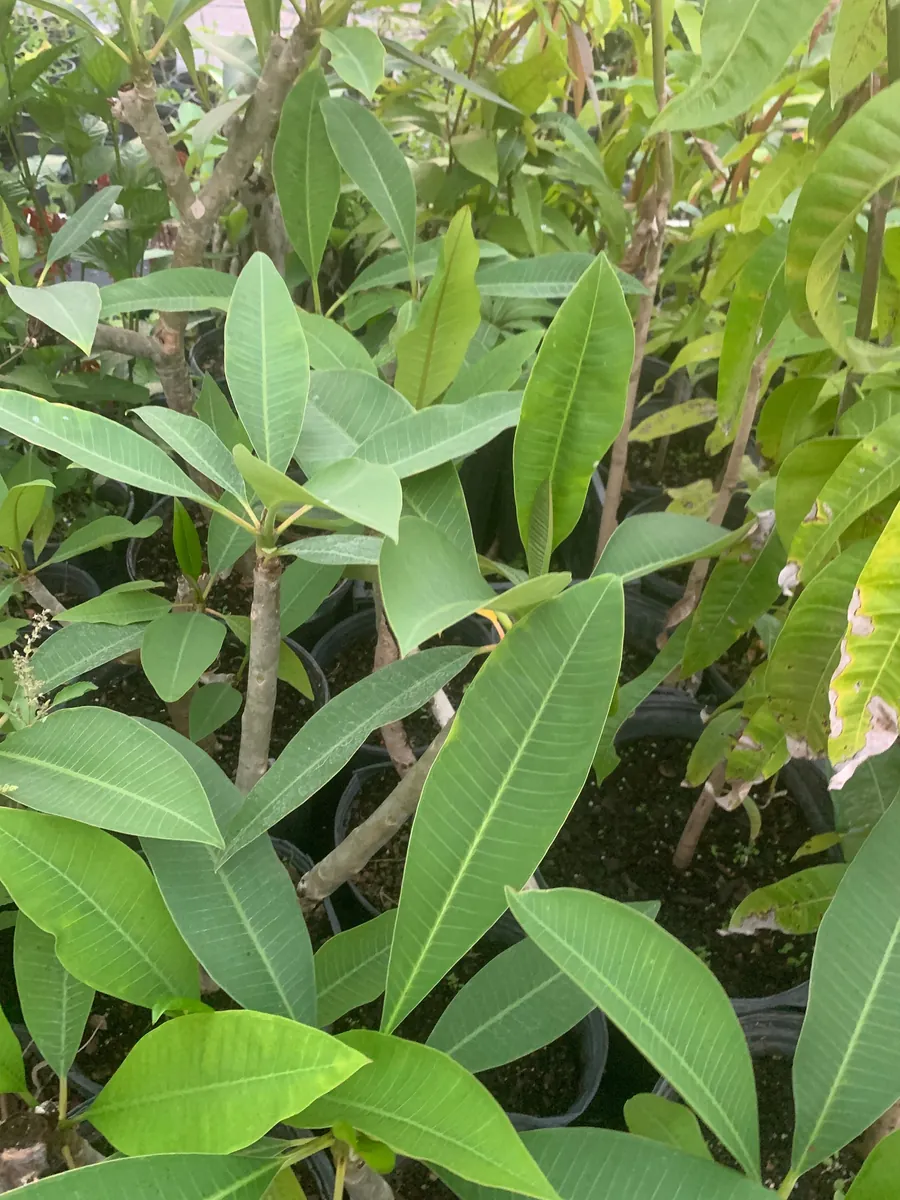Yellow Plumeria Live Plant - Fragrant Tropical Shrub, 1 Ft Tall, Indoor/Outdoor - Image 4