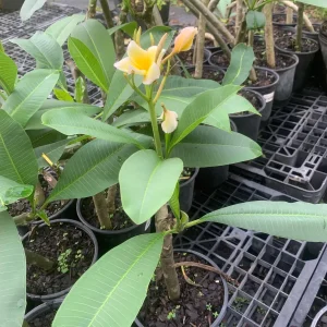 Yellow Plumeria Live Plant - Fragrant Tropical Shrub, 1 Ft Tall, Indoor/Outdoor - Image 5