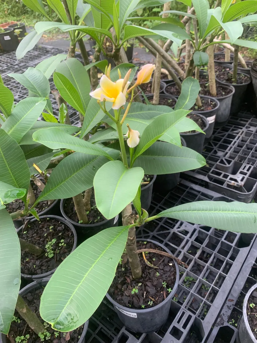 Yellow Plumeria Live Plant - Fragrant Tropical Shrub, 1 Ft Tall, Indoor/Outdoor - Image 5