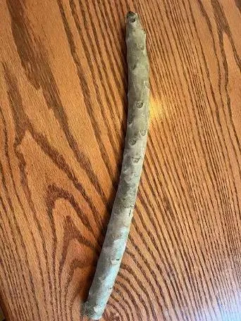 Yellow Plumeria Live Plant - Fragrant Tropical Shrub, 1 Ft Tall, Indoor/Outdoor - Image 6