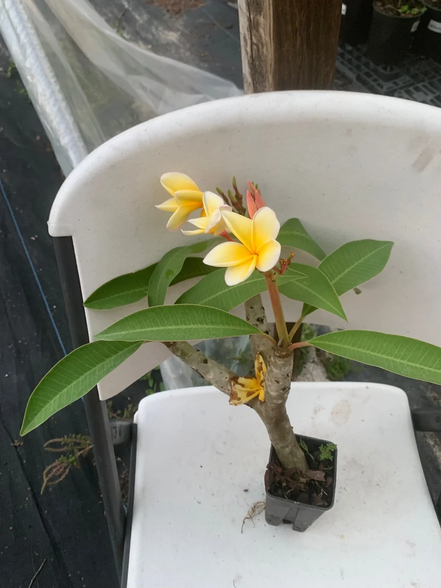 Yellow Plumeria Live Plant - Fragrant Tropical Shrub, 1 Ft Tall, Indoor/Outdoor - Image 1