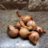 Yellow Potato Onions Bulbs – Heirloom Perennial Multiplier Onion - Image 1