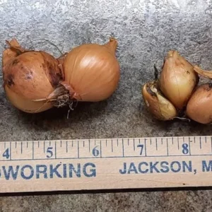 Yellow Potato Onions Bulbs – Heirloom Perennial Multiplier Onion - Image 3