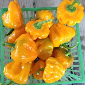 Yellow Scotch Bonnet Pepper Seeds - Very Hot Jamaican Capsicum - 20-50 Seeds - Image 1