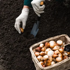 Yellow Spider Lily Bulb - Lycoris aurea - Surprise Lily - 10/12 cm - 1 Bulb - Image 3