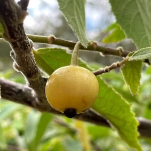 Yellow Strawberry Tree Live Plant (Muntingia calabura) - 7-14 inches tall - Image 2