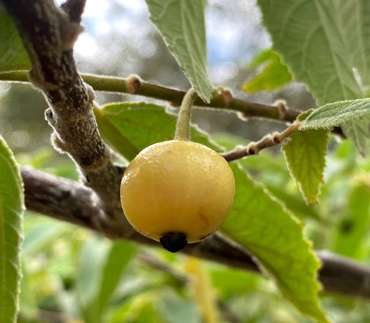 Yellow Strawberry Tree Live Plant (Muntingia calabura) - 7-14 inches tall - Image 2