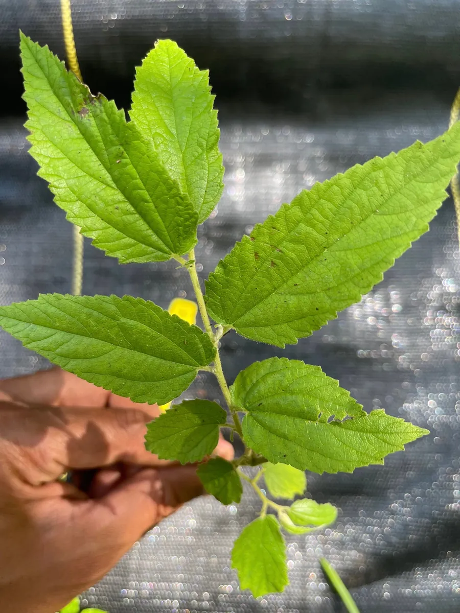 Yellow Strawberry Tree Live Plant (Muntingia calabura) - 7-14 inches tall - Image 3