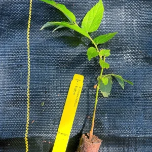 Yellow Strawberry Tree Live Plant (Muntingia calabura) - 7-14 inches tall - Image 4