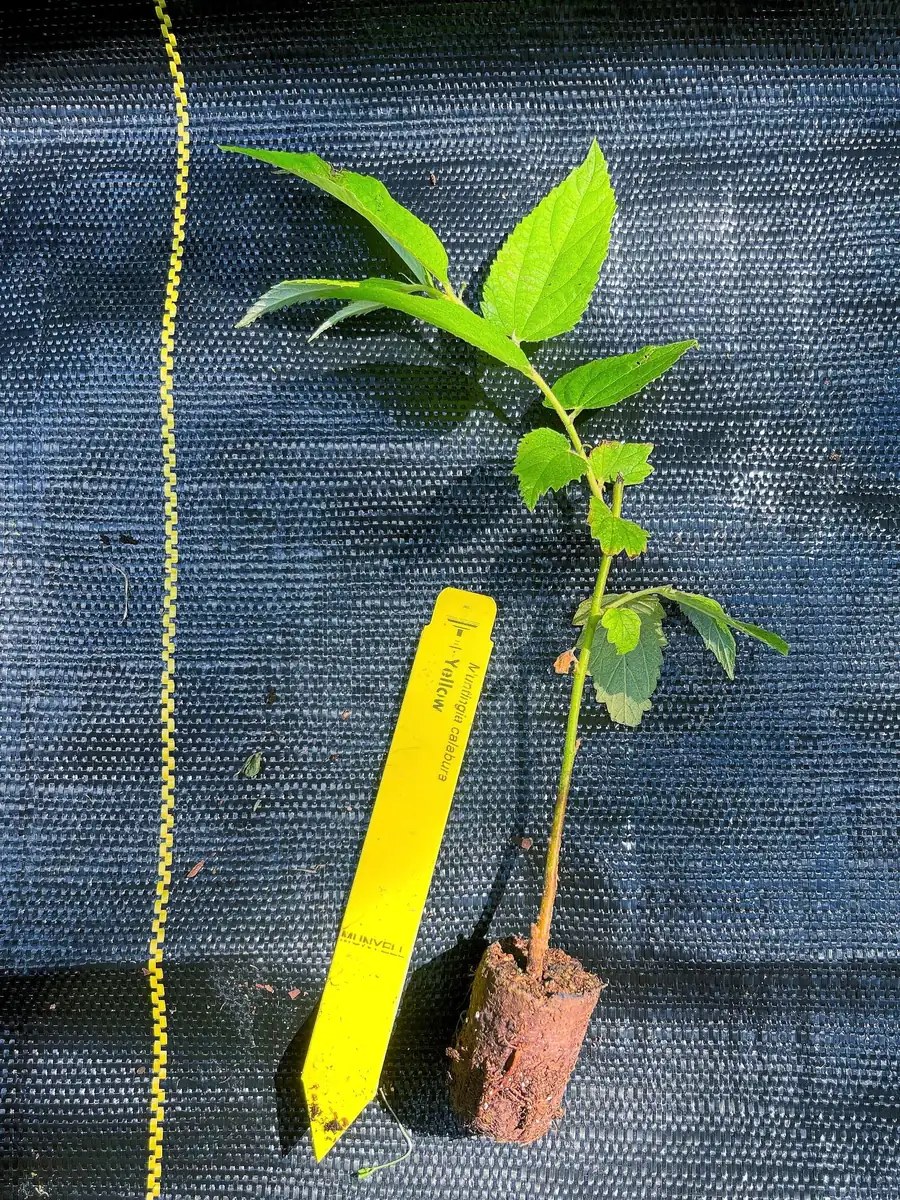 Yellow Strawberry Tree Live Plant (Muntingia calabura) - 7-14 inches tall - Image 4