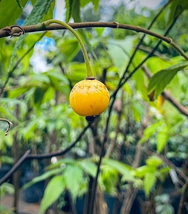Yellow Strawberry Tree Live Plant (Muntingia calabura) - 7-14 inches tall - Image 1