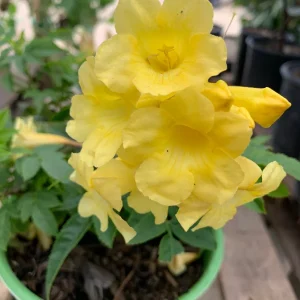 Yellow Tacoma Sun Trumpet Live Plant 1 Gallon Pot - Outdoor Perennial - Image 2
