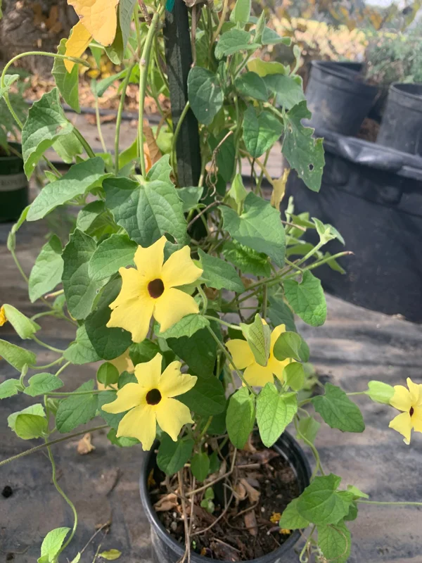 Yellow Thunbergia Alata Vine Live Plant, 6 inch Pot, Outdoor - Image 1