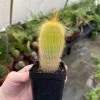Yellow Tower Cactus Live Plant - Echinopsis spachiana - 2.5 inch Potted - Image 1