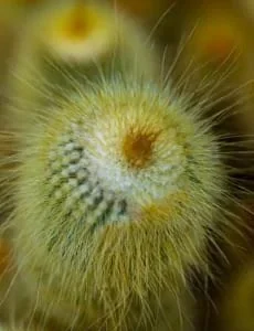 Yellow Tower Cactus Live Plant - Echinopsis spachiana - 2.5 inch Potted - Image 2