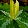 Yellow Trillium Bulbs - Trillium luteum - Fragrant Woodland Perennial - Image 1