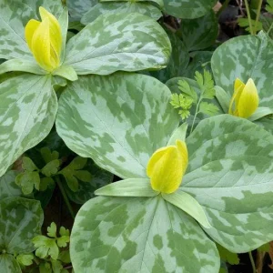 Yellow Trillium Bulbs - Trillium luteum - Fragrant Woodland Perennial - Image 5