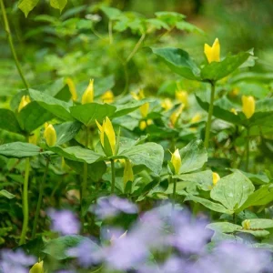 Yellow Trillium Bulbs - Trillium luteum - Fragrant Woodland Perennial - Image 6