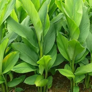 Yellow Turmeric Ginger Live Plant (Curcuma longa) - Bare Root Herb & Spice - Image 1