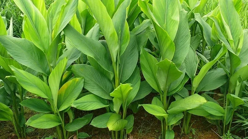 Yellow Turmeric Ginger Live Plant (Curcuma longa) - Bare Root Herb & Spice - Image 1