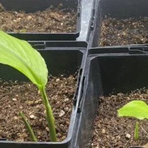 Yellow Turmeric Ginger Starter Plugs - Curcuma longa - Live Plants - 3 Pack - Image 4