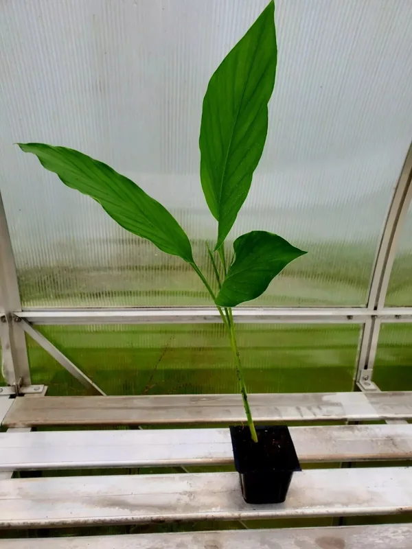 Yellow Turmeric Live Plant (Curcuma Longa) - 5-10 inch Flowering Ginger Root - Indoor/Outdoor Herb - Image 1