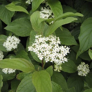 Yellow Twig Dogwood (Cornus Lutea) - 3 Bareroot Live Plants - Full Sun to Part Shade - Image 1