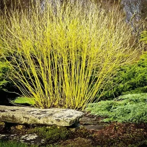 Yellow Twig Dogwood Live Plant – 16+ Inches Tall Bare Root Shrub - Image 2
