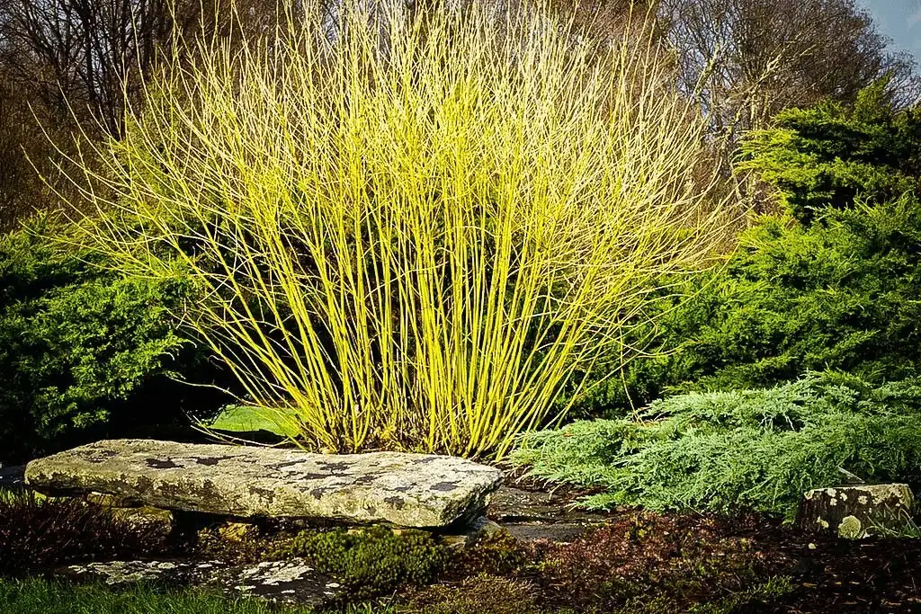 Yellow Twig Dogwood Live Plant – 16+ Inches Tall Bare Root Shrub - Image 2