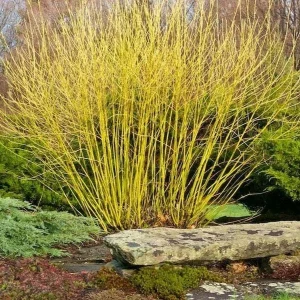 Yellow Twig Dogwood Live Plant – 16+ Inches Tall Bare Root Shrub - Image 1