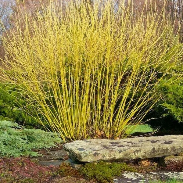 Yellow Twig Dogwood Live Plant – 16+ Inches Tall Bare Root Shrub - Image 1